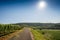 Beautiful Vineyard Landscape In Ihringen, South Germany