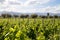 Beautiful vineyard in Mendoza, Argentina