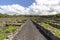 Beautiful Vineyard on Pico Island