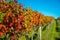 Beautiful vineyard platation with colorful leafs red, yellow and green, located in Waiheke island with a beautiful blue