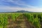 Beautiful vineyard on a sunny summer day. South Moravian wine region - Palava - Czech Republic