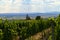 Beautiful vineyard on a sunny summer day. South Moravian wine region - Palava - Czech Republic