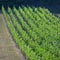 Beautiful vineyard on a sunny summer day. South Moravian wine region - Palava - Czech Republic