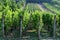 Beautiful vineyard on a sunny summer day. South Moravian wine region - Palava - Czech Republic