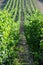 Beautiful vineyard on a sunny summer day. South Moravian wine region - Palava - Czech Republic