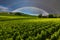 Beautiful vineyard at sunset with rainbow. Travel around France, Bordeaux