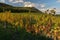 Beautiful vineyards in autumn