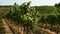 Beautiful vineyards in Chianti region during summer season in Tuscany, Italy.