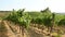 Beautiful vineyards in Chianti region during summer season in Tuscany, Italy.