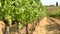 Beautiful vineyards in Chianti region during summer season in Tuscany, Italy.