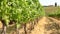 Beautiful vineyards in Chianti region during summer season in Tuscany, Italy.