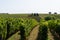 Beautiful vineyards hill on Saint Emilion french Bordeaux wine