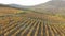 Beautiful  vineyards on the hillside, aerial view in the fall