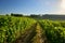 Beautiful vineyards in Moravia