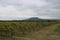 Beautiful vineyards with Mount Badacsony