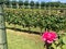 Beautiful vineyards with wonderful grapes