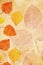 Beautiful vintage background with autumnal leaves