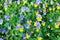 beautiful viola flowers for background and design