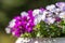Beautiful viola tricolor purple flowers blooming in flower pot
