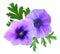 Beautiful violet anemone flower