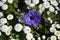 Beautiful violet Anemone flower on a background of white daisies on a sunny day