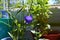Beautiful violet Balloon flower or Platycodon grandiflorus is lighted by the sun.