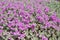 Beautiful violet barometer bush flowers