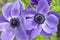 Beautiful violet blue black ornamental anemone coronaria de caen in bloom, bright colorful flowering springtime plant