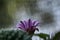 Beautiful violet cactus flower as background