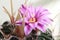 Beautiful violet cactus flower blooming