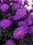 Beautiful violet chrysanthemums