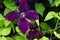 Beautiful violet clematis closeup. The clematis blossoming in a garden