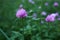 Beautiful violet clover flowers on blurred background, closeup