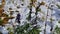 Beautiful violet colored wild flower of aconitum napellus, a toxic alpine plant, with snow-covered leaves.