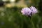 Beautiful violet cornflower outdoors on summer day, closeup