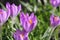 Beautiful violet crocus plant closeup in winter outdoor