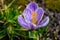 Beautiful violet crocus portrait, macro spring photography of crocus, open crocus