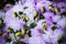 Beautiful violet dahlias flowers close up background