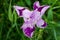 Beautiful violet Fleur De-lis flower, Iris blooming in the garden