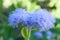 Beautiful violet flower Ageratum against the background of a green grass in the summer in the blossoming garden Russia South Ural