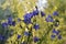 Beautiful violet flower of bellflowers on blurred background of sunlit trees.