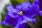 Beautiful violet flower in close-up macro. Violet flower on the background of blurring nature. Macro photography