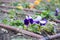 Beautiful violet flower with drip irrigation system in the city park, sprinkle equipment behind flowers at a park in Bulgaria