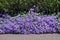 Beautiful violet flowers Campanula Portenschlagiana.