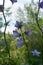 Beautiful violet flowers on long stems of peach-leaved bellflower