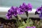 Beautiful violet flowers of terry petunia in pot. Balcony greening