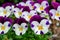 Beautiful violet flowers, viola tricolor pansy blossom tree branch in garden. natural spring season festival background