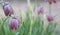 Beautiful violet fritillaria flowers with green background.