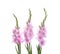 Beautiful violet gladiolus flowers on white