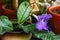 Beautiful violet Gloxinia flower, houseplant, closeup